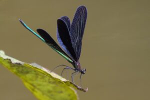 Courseraのサブスクリプションで得られるメリットとは？