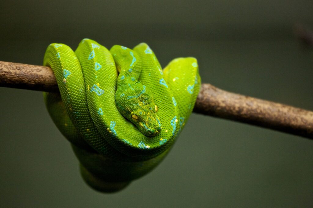 Web業界への転職に役立つPythonスキルとは？