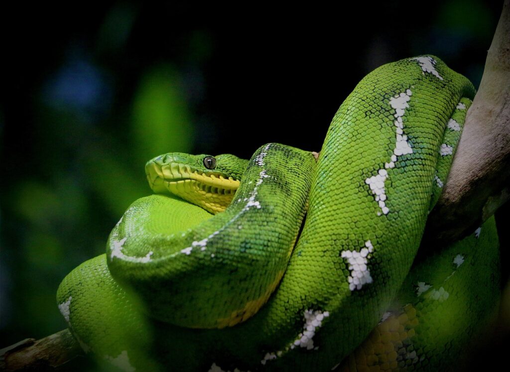 pythonエンジニアに転職するために必要なスキルは？
