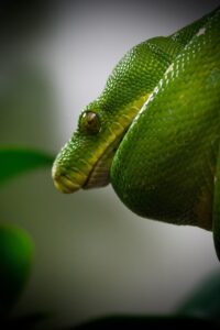 Web業界への転職でPythonの需要はどのくらい？