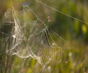 Web業界への転職、どこがいいか徹底比較してみた？