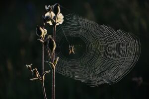 Web業界への転職は近くで成功できる？
